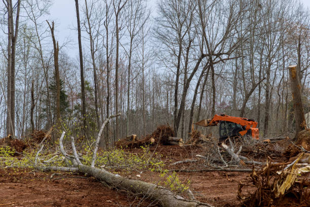 Best Tree Disease Treatment  in Manson, IA